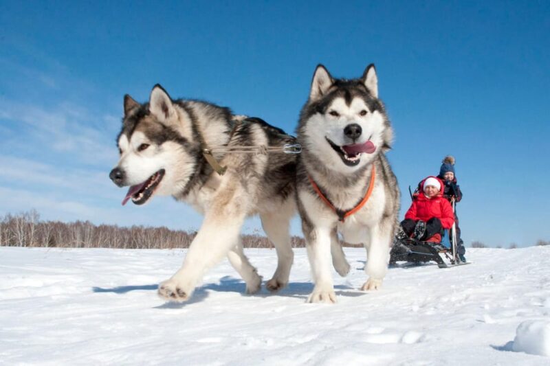 Husky Sledding Ride in Levi 5 KM - Tips for a Great Experience