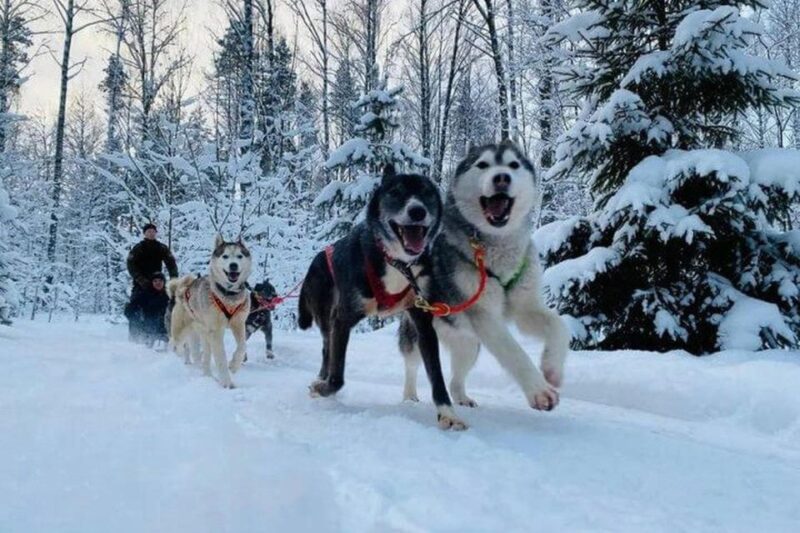 Husky Tour Experience in Levi - Who Should Avoid This Experience
