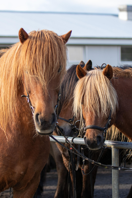 Hveragerdi: Countryside Charm Horse Riding Tour - What to Expect