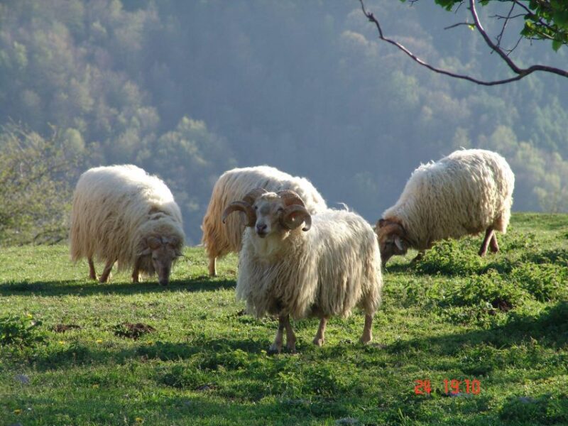 Idiazabal Cheese Tour From San Sebastian - Pickup and Accessibility