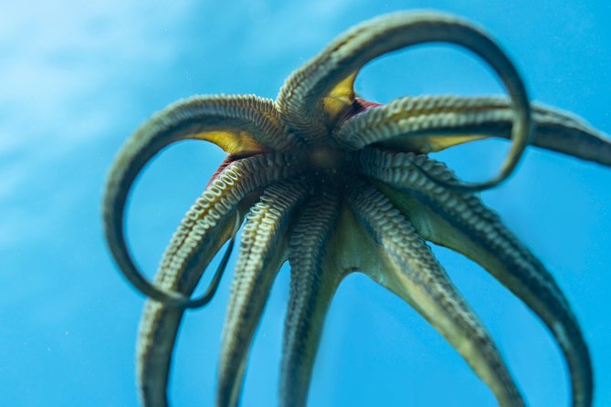 Incredibly Fun 2-Tank Coral Reef South Shore Boat Dive in Oahu From Waikiki - Tips for a Successful Dive