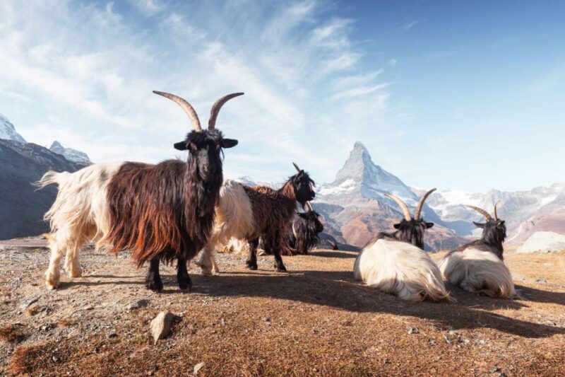 Interlaken: 6 Days Private Trekking Swiss Alps - Booking Process