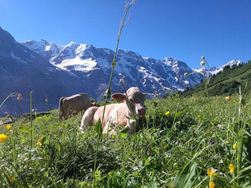 Interlaken: 72 Waterfalls Valley & Lauterbrunnen E-Bike Tour - Safety and Restrictions