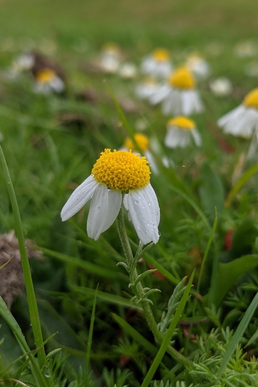 Introduction to the New Forest (Wilverley) - About Wild New Forest