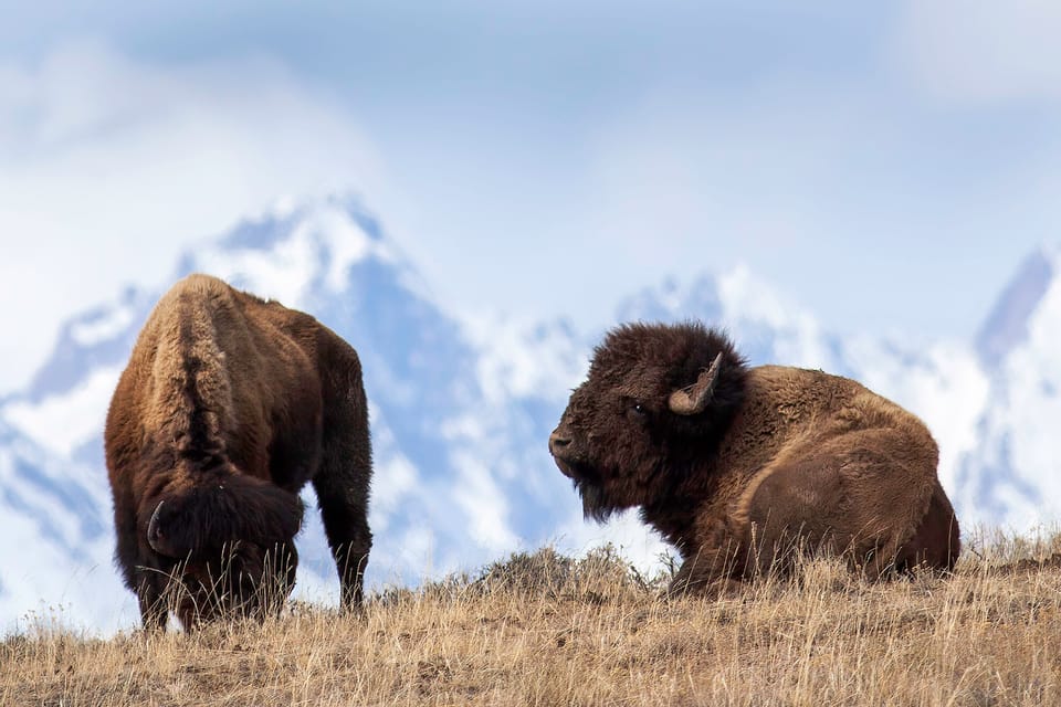 Jackson: Grand Teton Sunrise Safari With Naturalist Guide - Learning From Naturalist Guides