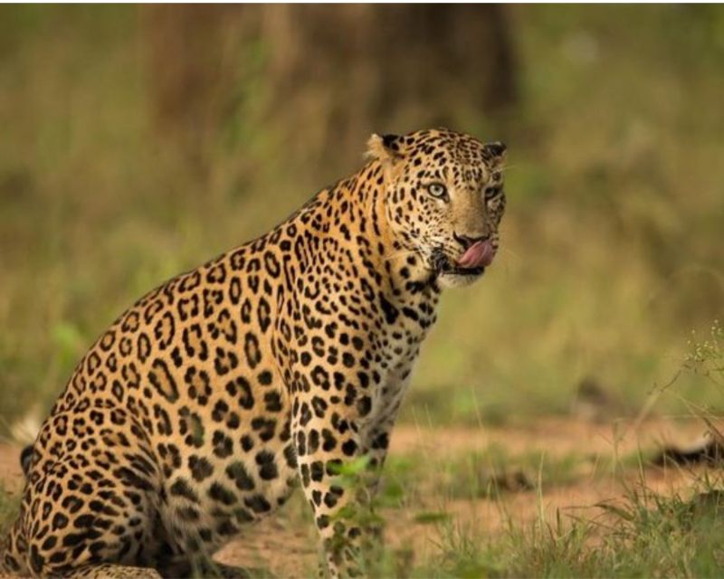 Jaipur: Private Jhalana Leopard Safari Tour - Booking Process