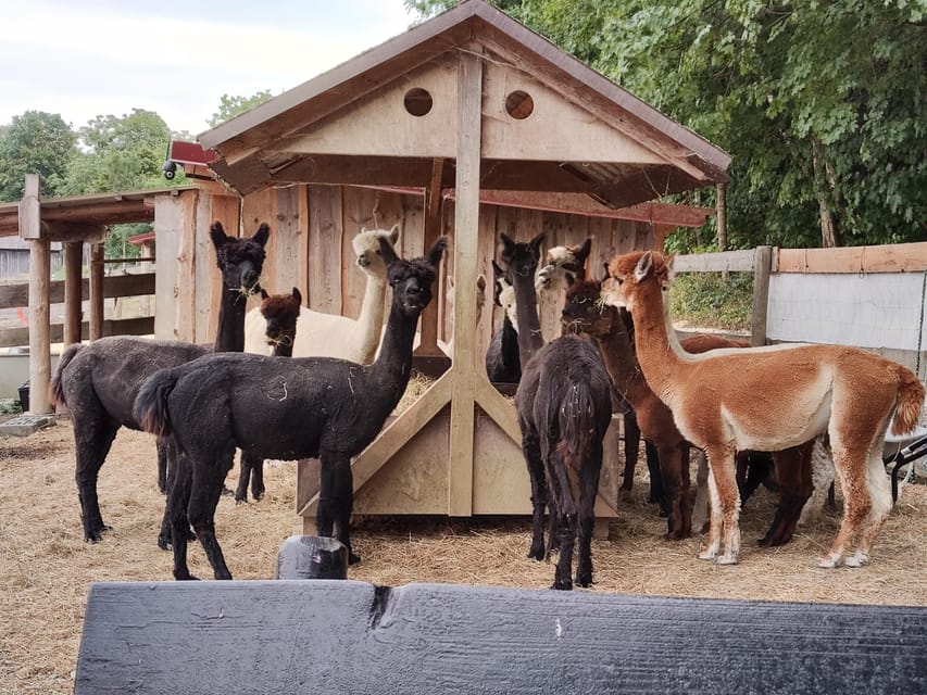 Jettingen-Scheppach: Exclusive Alpaca Couple Hike - Feeding the Friendly Alpacas