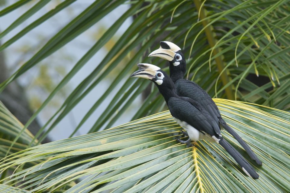 Johor: Desaru Coast Birdwatching Tour - Inclusions and Amenities