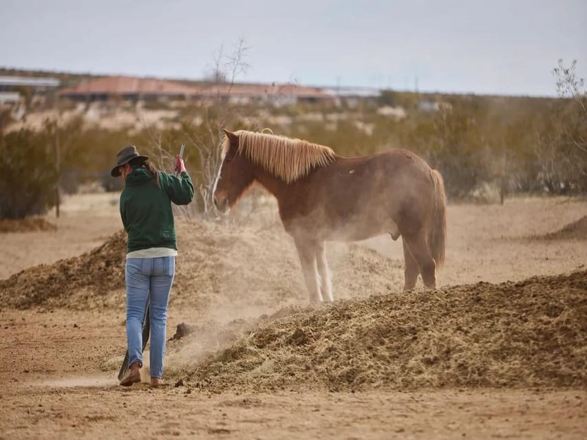 Joshua Tree: Pony Ride for Children - Booking and Availability