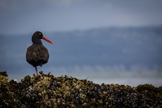 Kachemak Bay Wildlife Tour - Tour Operator Information