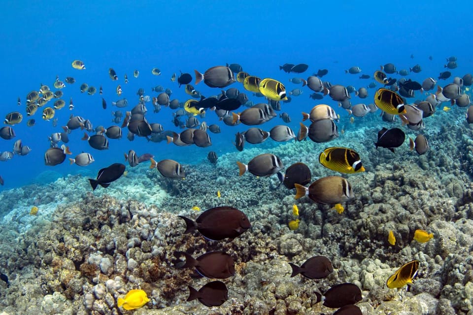 Kailua-Kona: Dolphin Watch & Double-Reef Snorkel Boat Ride - Seasonal Humpback Whale Sightings