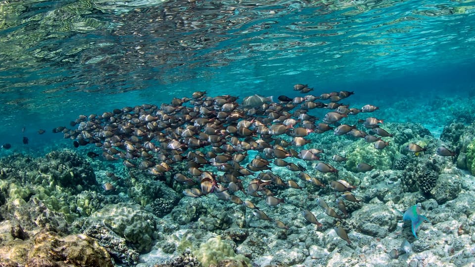 Kailua-Kona: Kealakekua Bay and Captain Cook Monument Tour - Marine Life Encounter