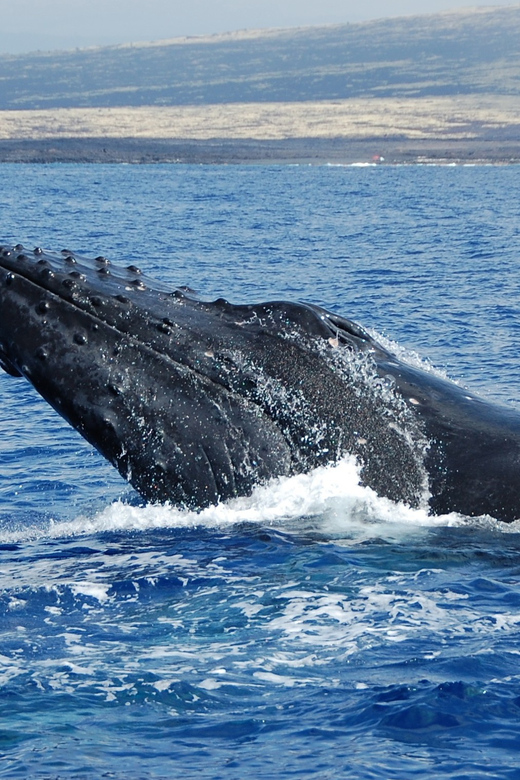 Kailua-Kona: Whale Watching Cruise on the Big Island - Unique Whale Experiences