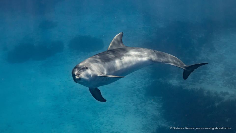 Kamiros Skala : Marine Life Experience & Alimia Island - Marine Life Exploration