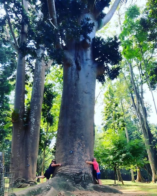 Kandy & Pinnawala Elephant Orphanage Day Tour From Colombo - Royal Botanical Garden