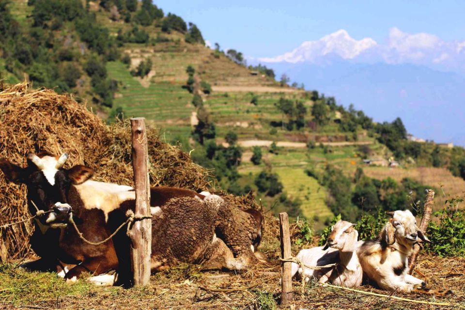 Kathmandu: 2 Nights 3 Days Chisapani Nagarkot Trek Kathmandu - Customer Experience Highlights