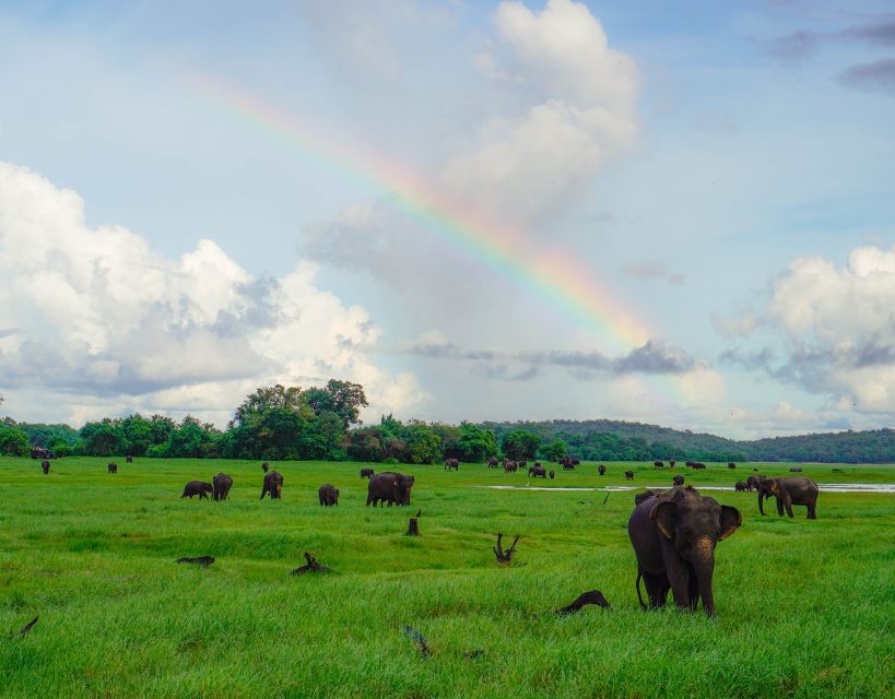 Kaudulla National Park Half Day Sri Lanka Jeep Safari - What to Expect