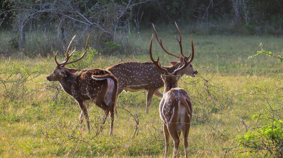 Kaudulla National Park Safari From Dambulla - Jeep Capacity