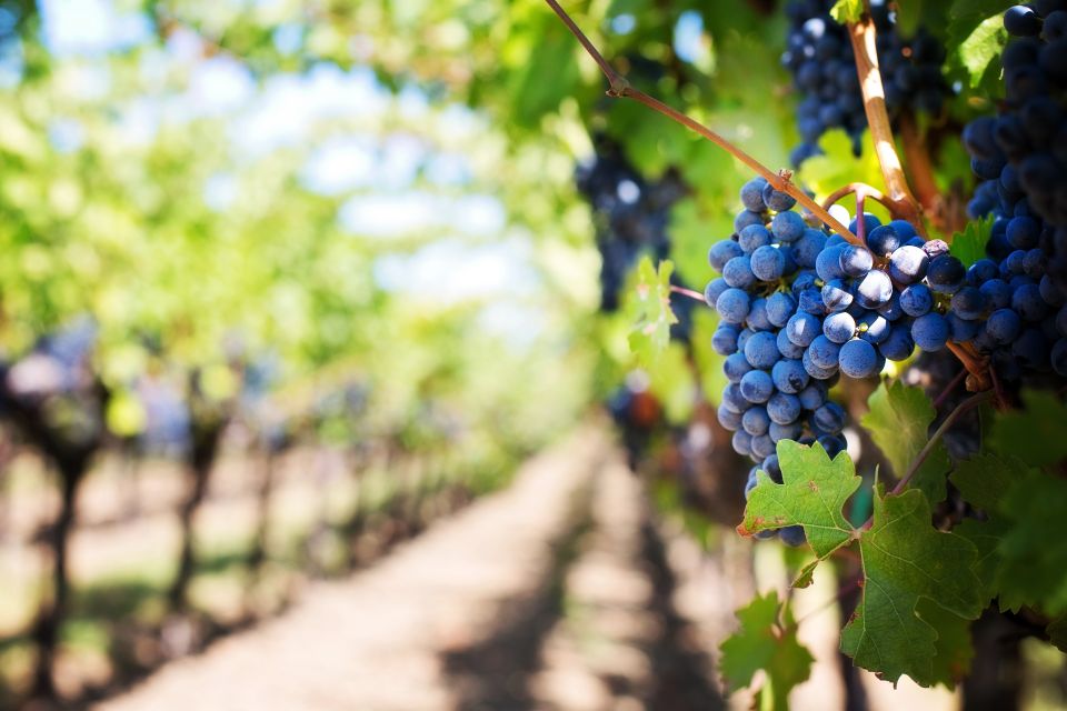 Kavos: Winery Tour With Wine Tasting - Guided Vineyard Tour