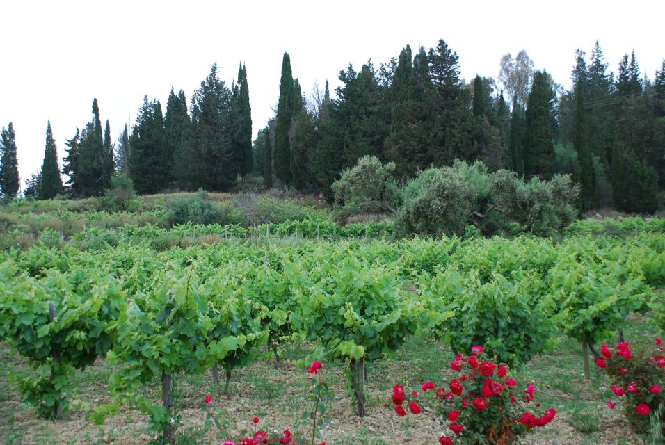 Kefalonia: Greek Wine Tasting at Sclavos Winery Near Lixouri - Winery Tour and Tasting