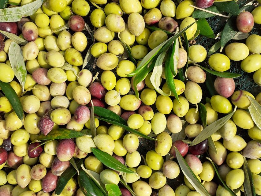 Kefalonian Highlights of Olive Oil , Honey & Wine Tour - Olive Oil Production Insights