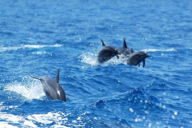 Key West Dolphin & Snorkel Experience - Wildlife Encounters