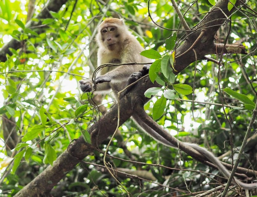 Khao Laks Little Amazon: Canoe, Trek & Waterfall Day Trip - Canoe Adventure