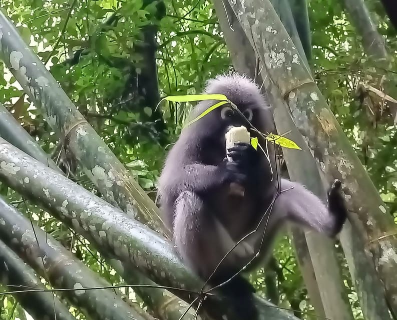 Khao Sok: Private Day Trekking, Jungle Dinner & Night Safari - Waterfall Swim