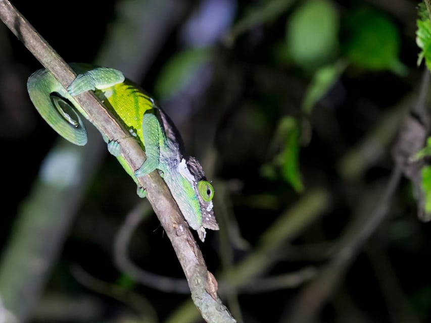 Khao Sok: Private Night Safari Adventure W/ Hotel Transfer - Inclusions