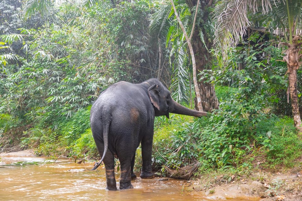 Khaolak: Elephant Sanctuary Guided Tour With Hotel Transfers - Inclusions and Important Information