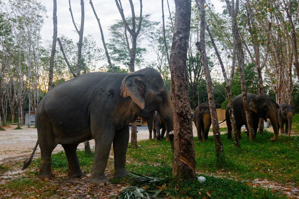 Khaolak: Elephant Sanctuary Guided Tour With Hotel Transfers - Inclusions and Requirements