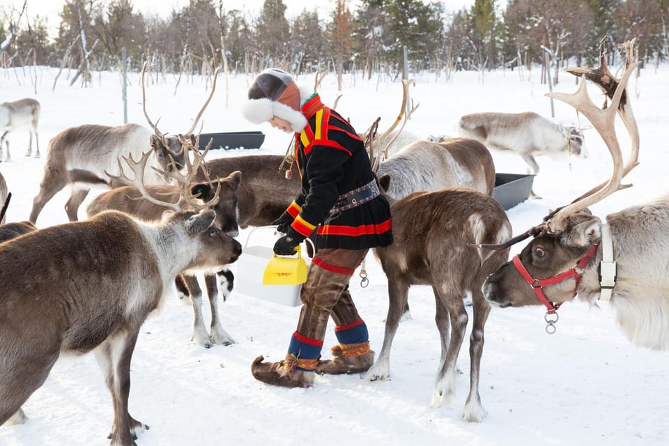 KIRUNA: Reindeer Sled Ride in the Countryside - Important Information