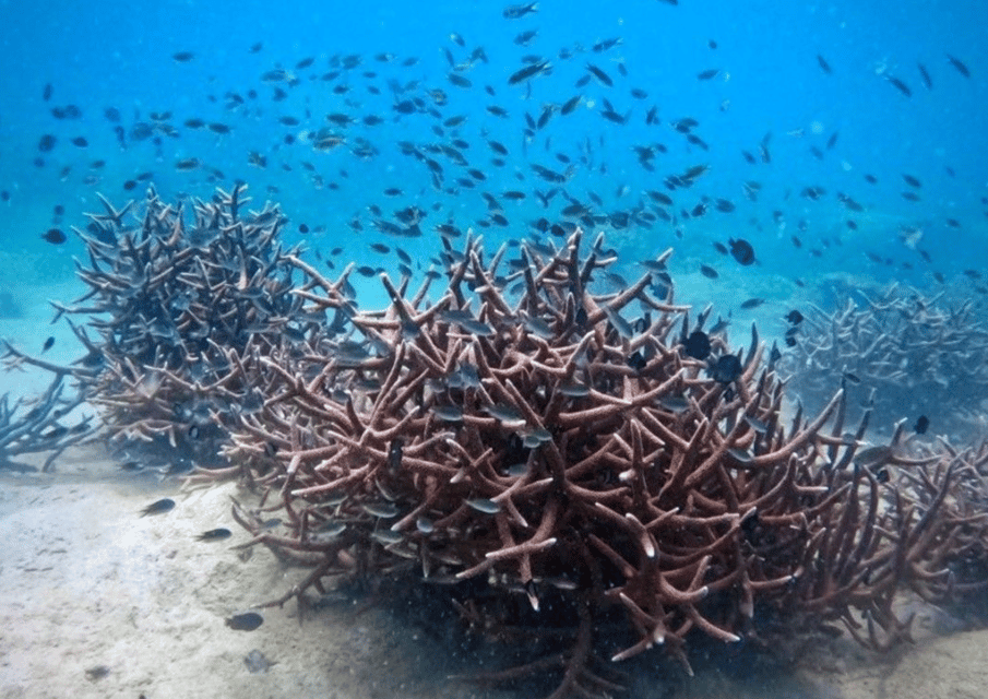 Koh Kood: Snorkeling Speedboat Tour With Lunch and Transfer - Frequently Asked Questions