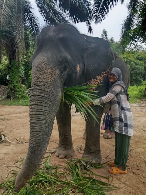 Koh Lanta:Mangrove + Elephant Camp Half Day Tour - Inclusions