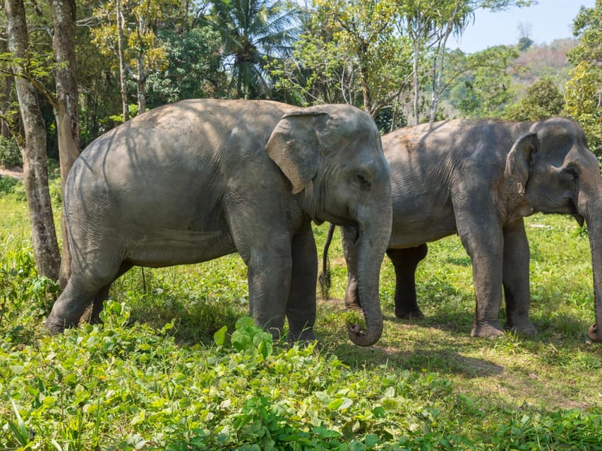 Krabi: Ethical Elephant Care Experience With Hotel Transfer - Inclusions and Amenities