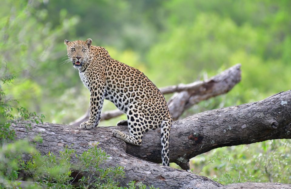 Kruger National Park: Private Morning Game Drive - Exploring the Parks Wonders