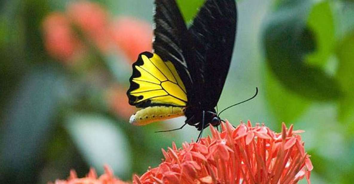 Kuala Lumpur: Bird Park, Butterfly & Garden Private Tour - Orchid & Hibiscus Garden