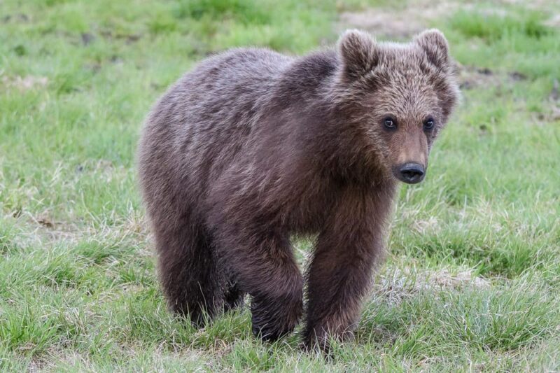 Kuusamo: Bear Watching Evening - Amenities and Inclusions