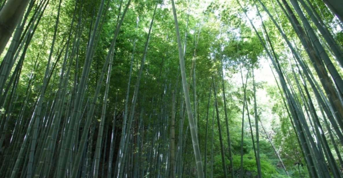 Kyoto: 2nd June Experience in Bamboo Forests & Workshop - Important Considerations