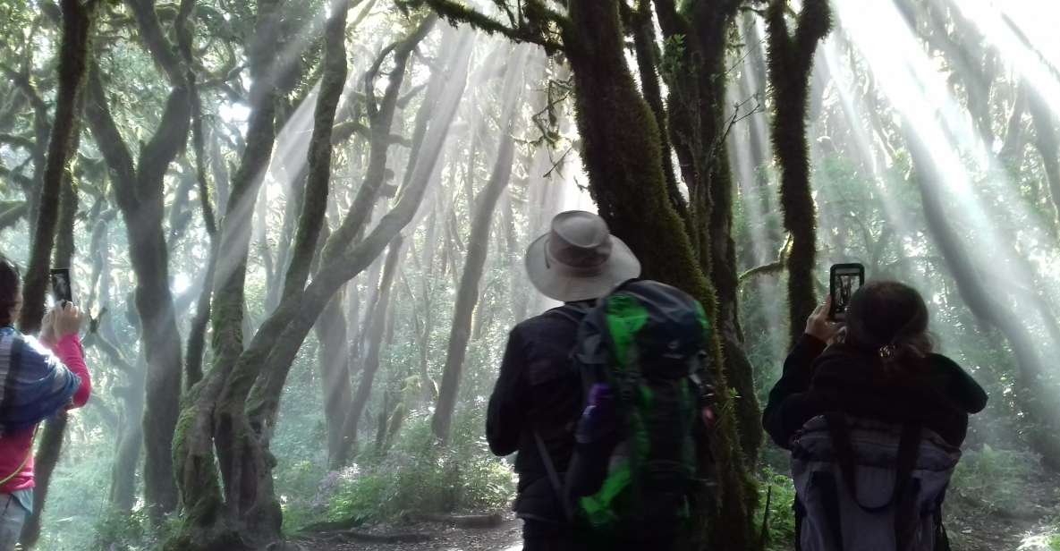 La Gomera: Garajonay National Park Forest Walk - Available Languages