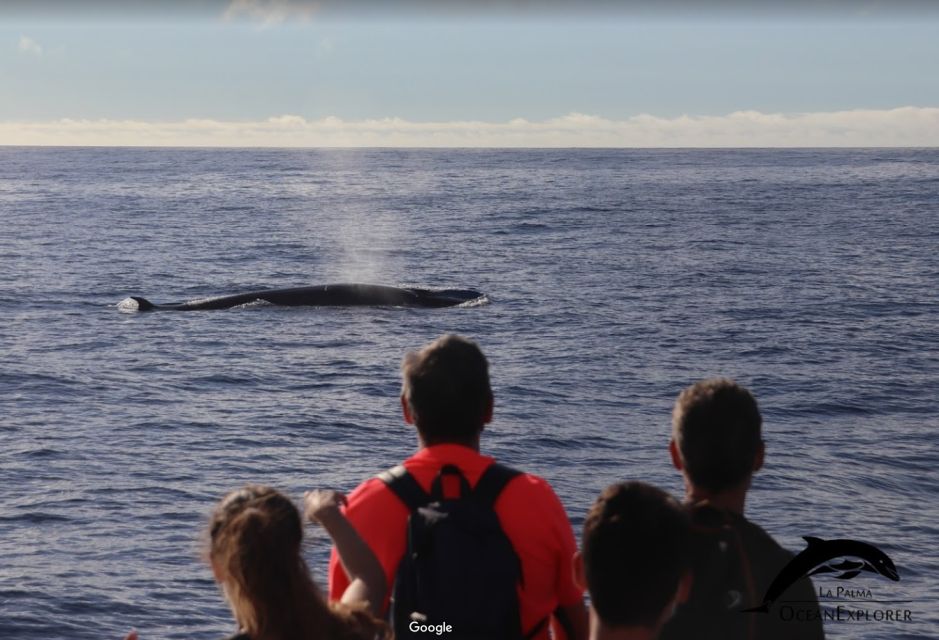 La Palma: 3-Hour Dolphin and Whale Watching Experience - Participant Requirements