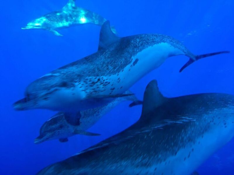 La Palma: Wildlife Viewing and Cumbre Vieja Boat Tour - Bringing Essentials