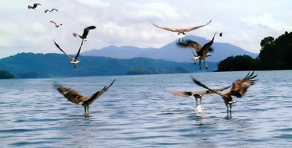 Langkawi: Mangrove Tours With Options - Important Information