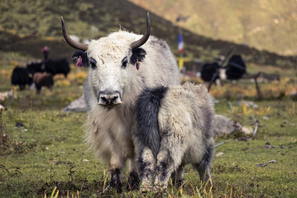 Langtang Valley Trek Nepal. - Cultural Insights