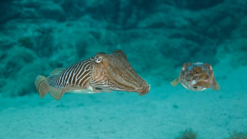 Lanzarote: 2-Dive Package in Playa Blanca - Certified Divers - Language Support