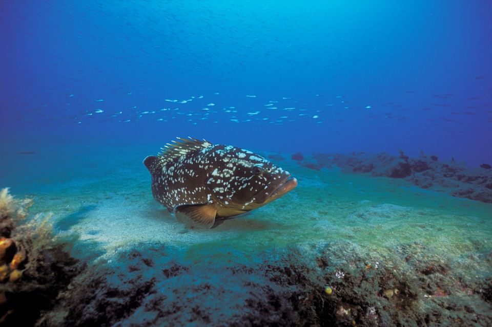 Lanzarote: Try Scuba Diving for Beginners - 2 Dives - Important Health Considerations