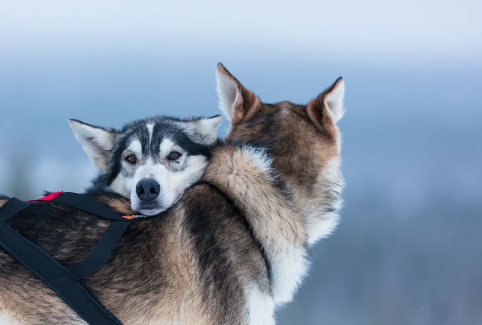 Levi: 7 Km Self-Drive Husky Sledding Adventure - Customer Ratings and Feedback