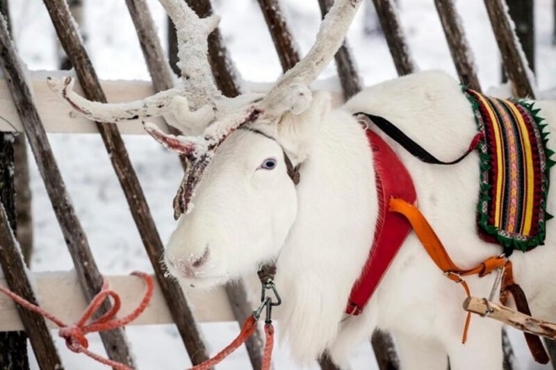 Levi: Lapland Reindeer Safari - Itinerary and Pickup Locations