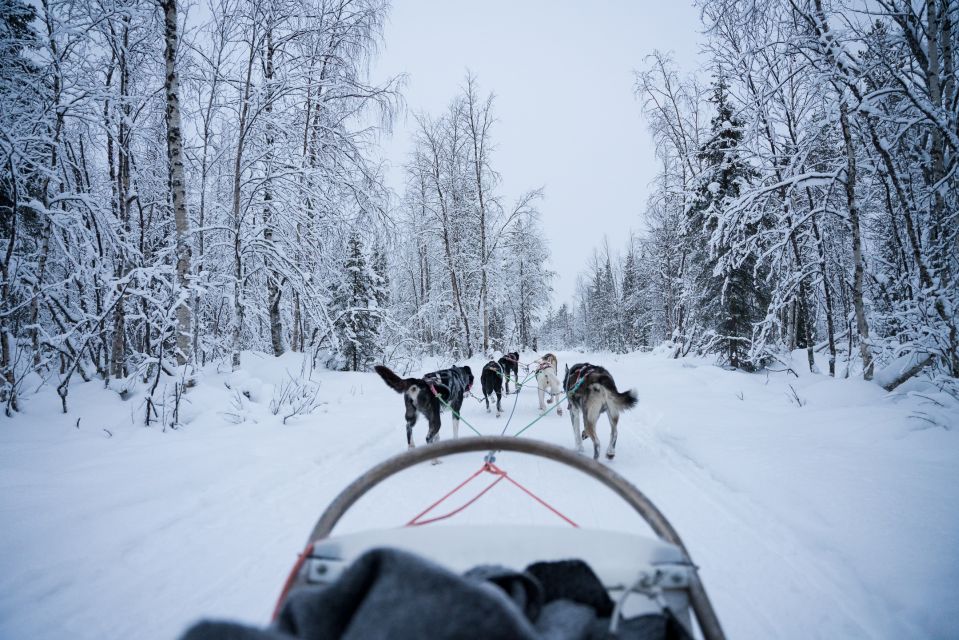 Levi Polar Lights Tours: Arctic Circle Guided Husky Tour - What to Expect on the Tour