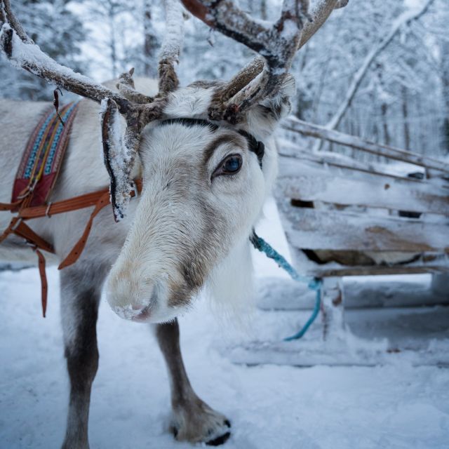 Levi Polar Lights Tours: Reindeer and Husky Safari - Booking Process